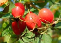 D'Virdeeler vum Vitamin p fir de Gehir